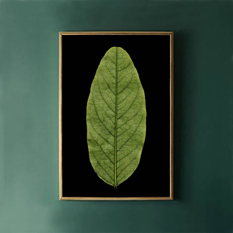 May include: A framed print of a single green leaf with visible veins against a black background.