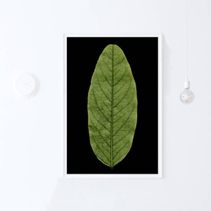 May include: A close-up of a single green leaf with visible veins, isolated against a black background.