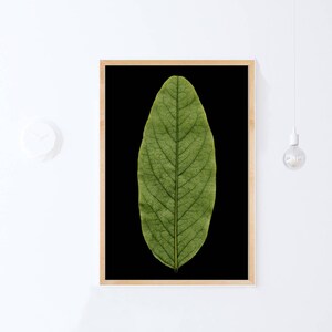 May include: A framed print of a single green leaf on a black background. The leaf has a detailed vein pattern.