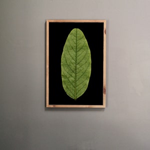 May include: A framed print of a single green leaf on a black background.