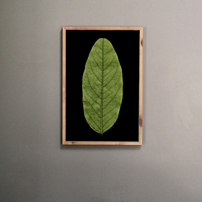 May include: A framed print of a single green leaf on a black background.