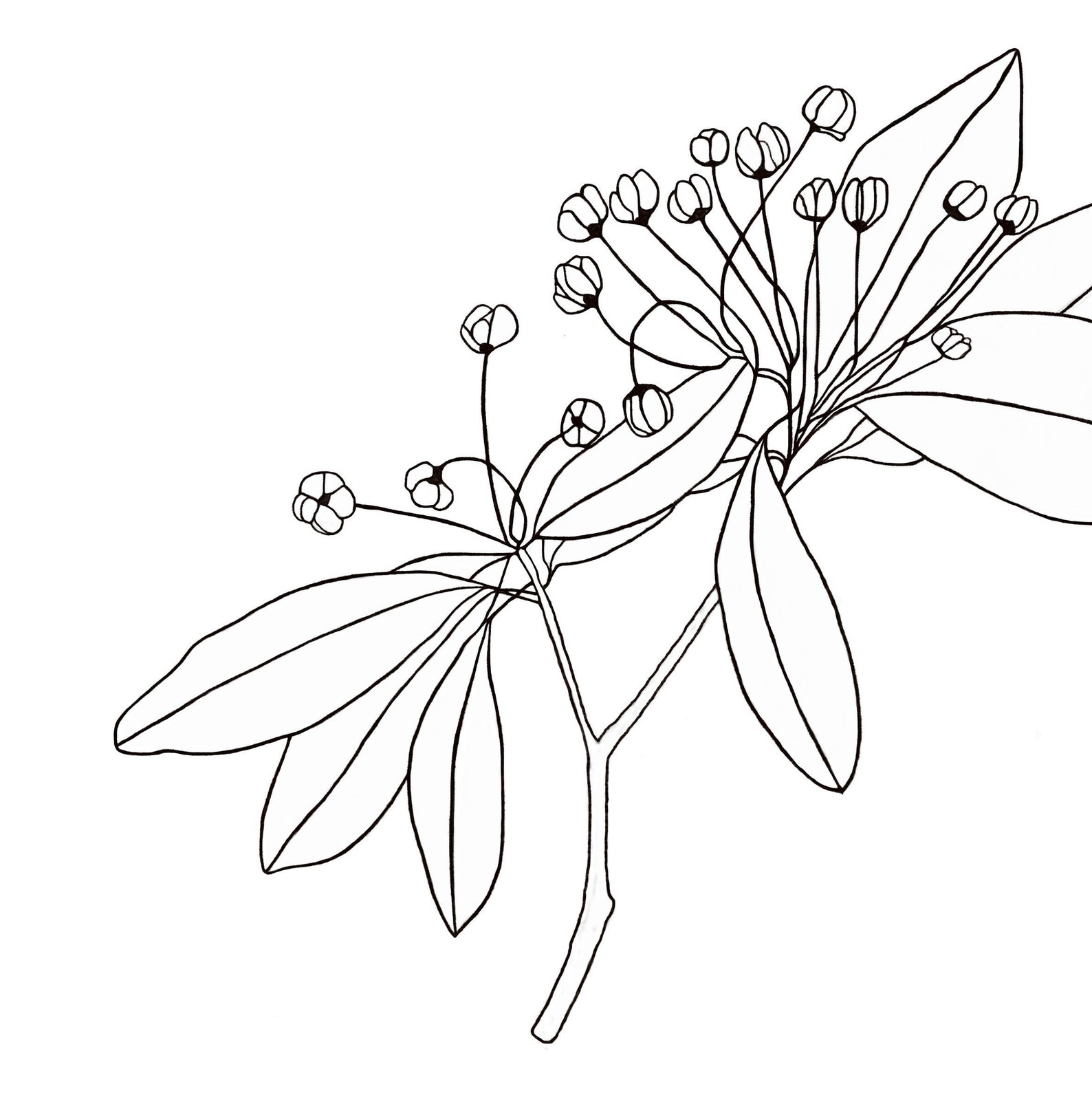 Black and White Flower Art Print Download Floral Digital - Etsy