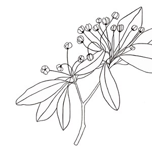 May include: A black and white line drawing of a flowering branch with leaves. The branch has several small flowers and leaves.