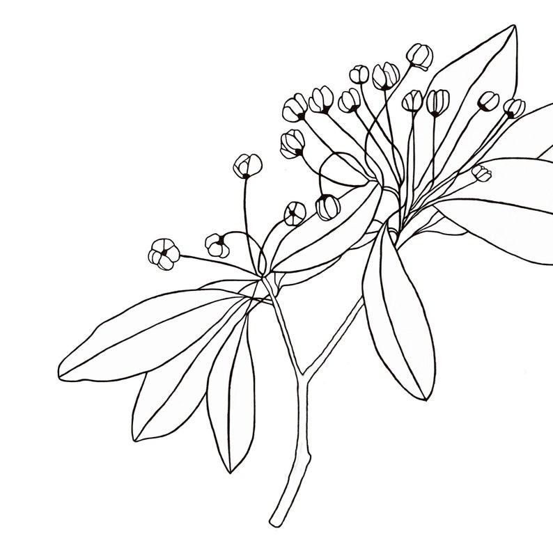 May include: A black and white line drawing of a flowering branch with leaves. The branch has several small flowers and leaves.