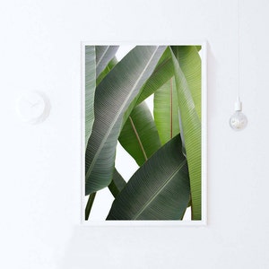 PLANT ART Print Banana Leaf Print, Tropical Botanical Print DOWNLOAD Green Wall Art Print, Digital Print, Photography Printable Art Print