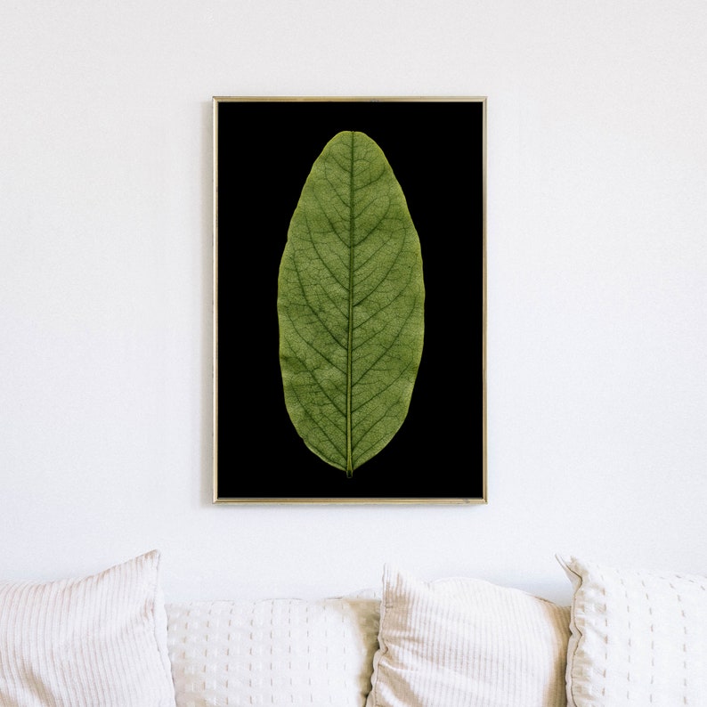 May include: A framed print of a single green leaf on a black background.