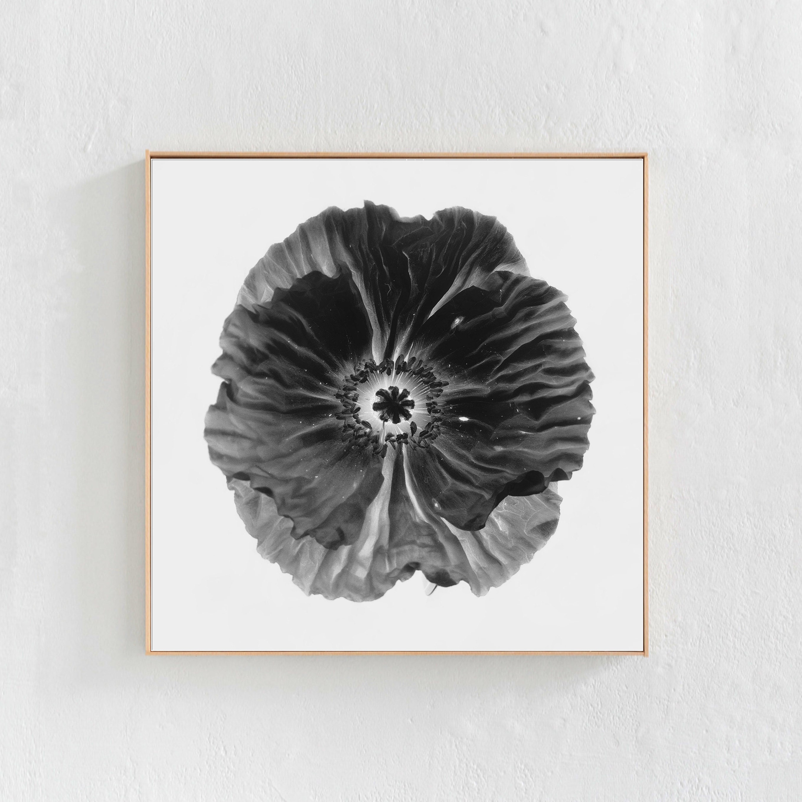 Black And White Floral Wall Art - Our black and white flower canvas art