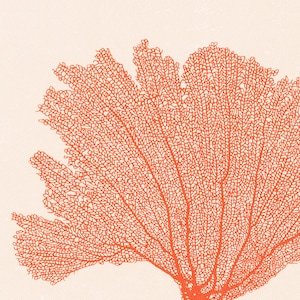 Red Orange Decor, SeaFan Coral Print DOWNLOADABLE ART Print, Coastal Wall Art, Horizontal Printable Art Botanical Illustration Digital Print image 5