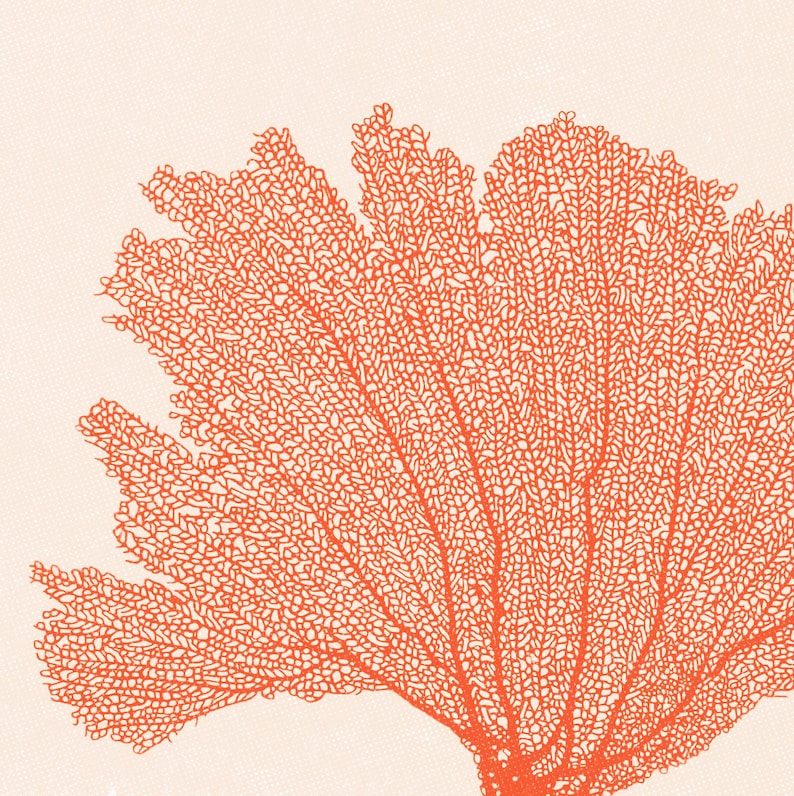 Red Orange Decor, SeaFan Coral Print DOWNLOADABLE ART Print, Coastal Wall Art, Horizontal Printable Art Botanical Illustration Digital Print image 5