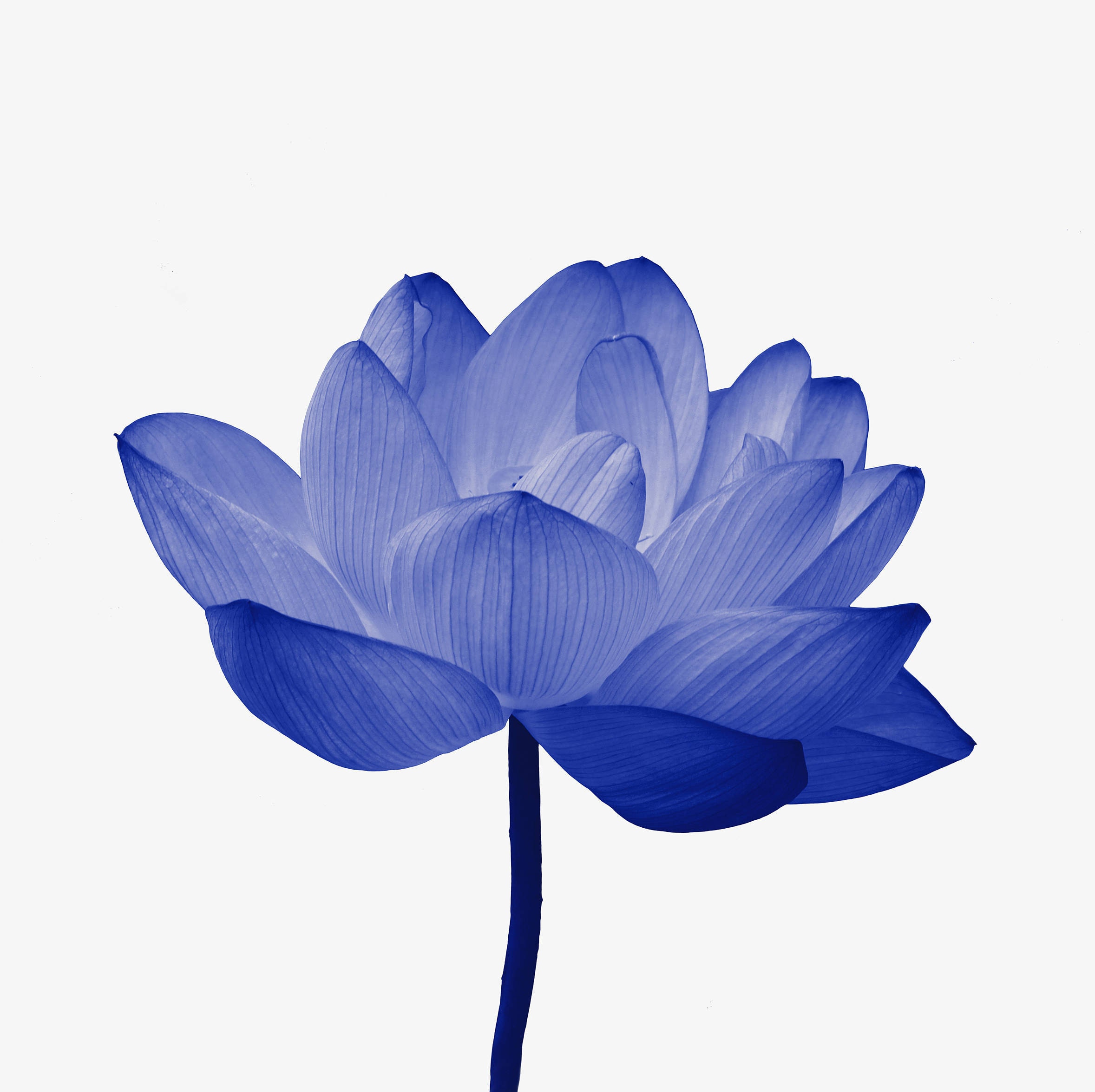 Blue Lotus Flower Print: Floral Art. Blue Wall Art Downloadable Art ...