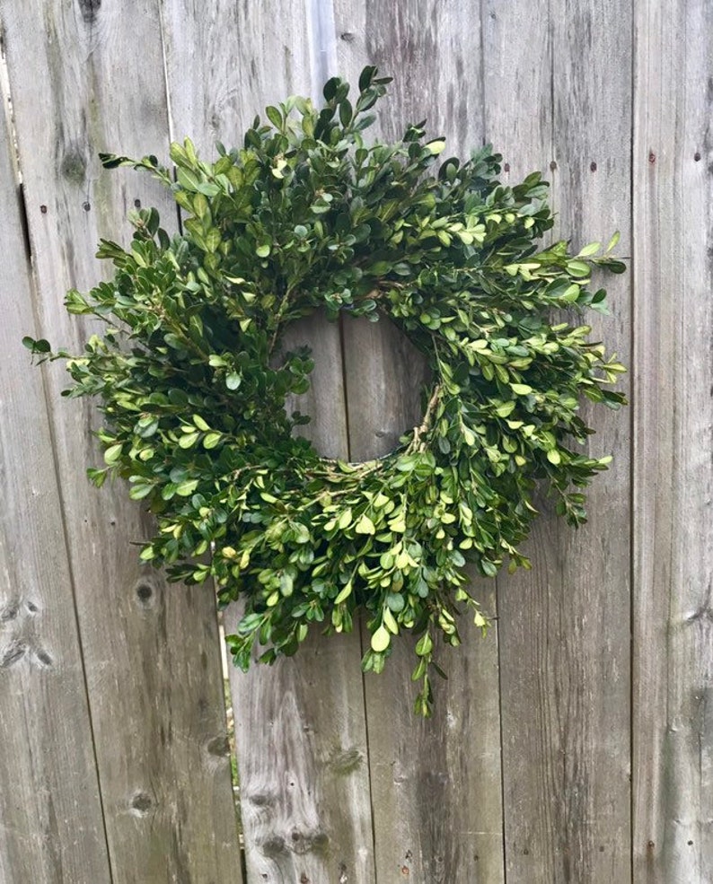 Fresh Boxwood Wreath Etsy