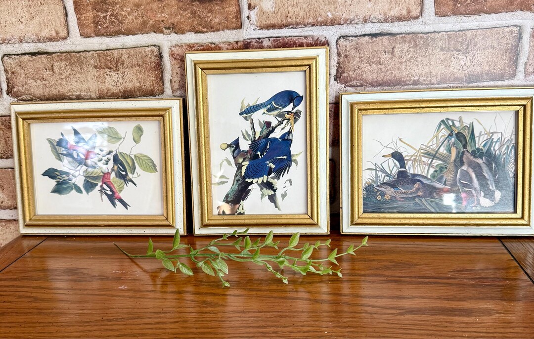 Audubon Bird Print Set, Framed Vintage Style Wall Art, Birds of America ...