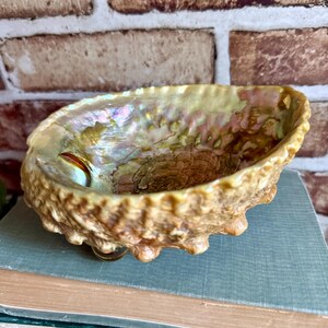 May include: An abalone shell bowl with a textured, rugged brown exterior and a smooth, iridescent interior featuring swirling hues of pink, green, and gold. The shell has a natural, organic shape with a scalloped edge and a glossy finish.