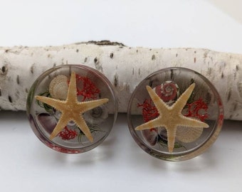 Seashell ear plugs, starfish gauges, real preserved specimens in resin 26mm to 36mm - Made to order