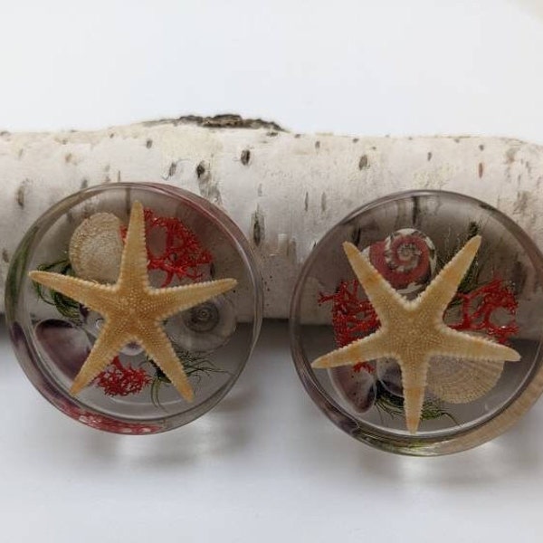 Seashell ear plugs, starfish gauges, real preserved specimens in resin 26mm to 36mm - Made to order