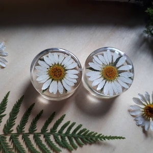 Daisy ear plugs, ear gauges real preserved flowers in resin, double flared 16mm to 30mm - Made to Order