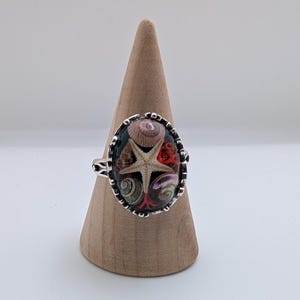 Könnte beinhalten: Ein silberner Ring mit schwarzem Hintergrund und einer bunten Auswahl an Muscheln und einem Seestern.