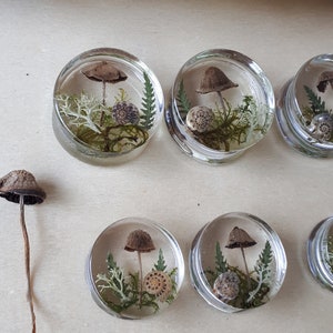 Mushroom moss ear plugs gauges real preserved specimens in resin, double flared plug 10mm to 36mm MADE TO ORDER image 8