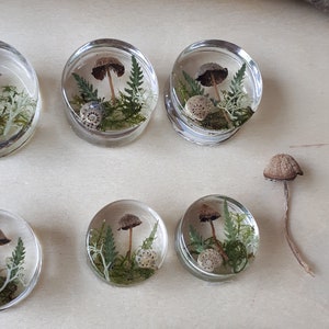 Mushroom moss ear plugs gauges real preserved specimens in resin, double flared plug 10mm to 36mm MADE TO ORDER image 7