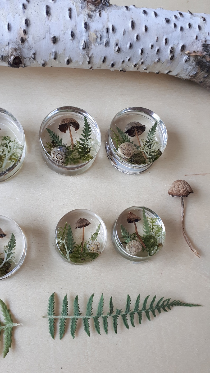 Mushroom moss ear plugs gauges real preserved specimens in resin, double flared plug 10mm to 36mm MADE TO ORDER image 7