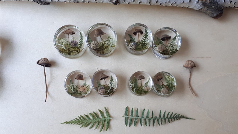 Mushroom moss ear plugs gauges real preserved specimens in resin, double flared plug 10mm to 36mm MADE TO ORDER image 1