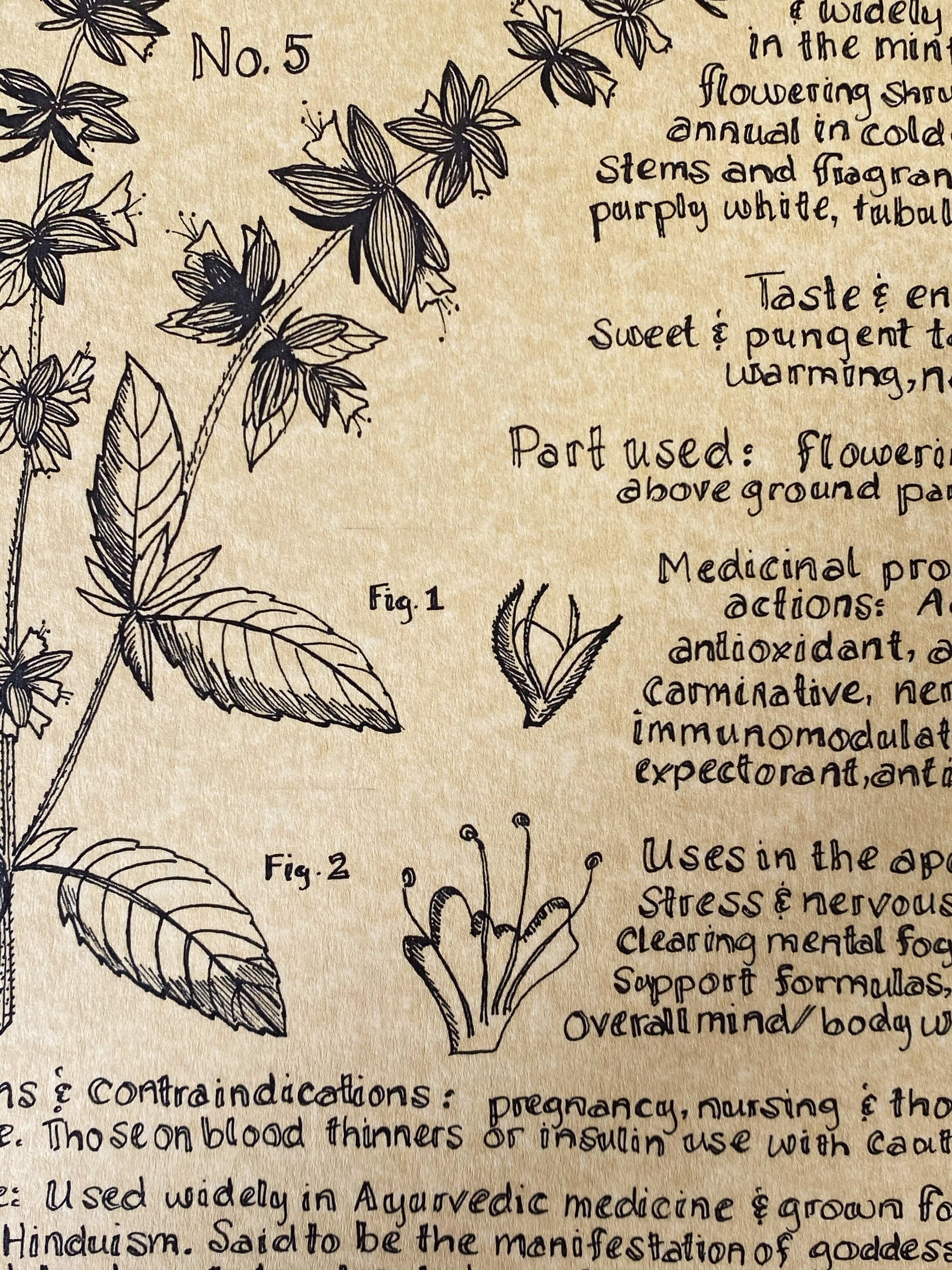 Tulsi Holy Basil Botanical Illustration Etsy