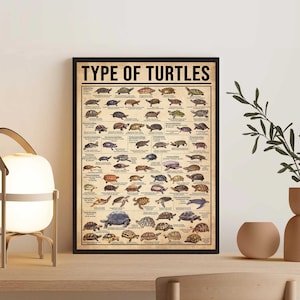 Póster vintage sin marco de tipos de tortugas, regalo para amantes de las tortugas, póster de tortugas, póster de tortugas del conocimiento, póster de conocimiento vintage, tortuga