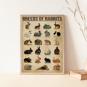 Poster vintage di razze di conigli senza cornice, regalo per amanti dei conigli, coniglio, poster di conoscenza, istruzione, regali di razze di conigli