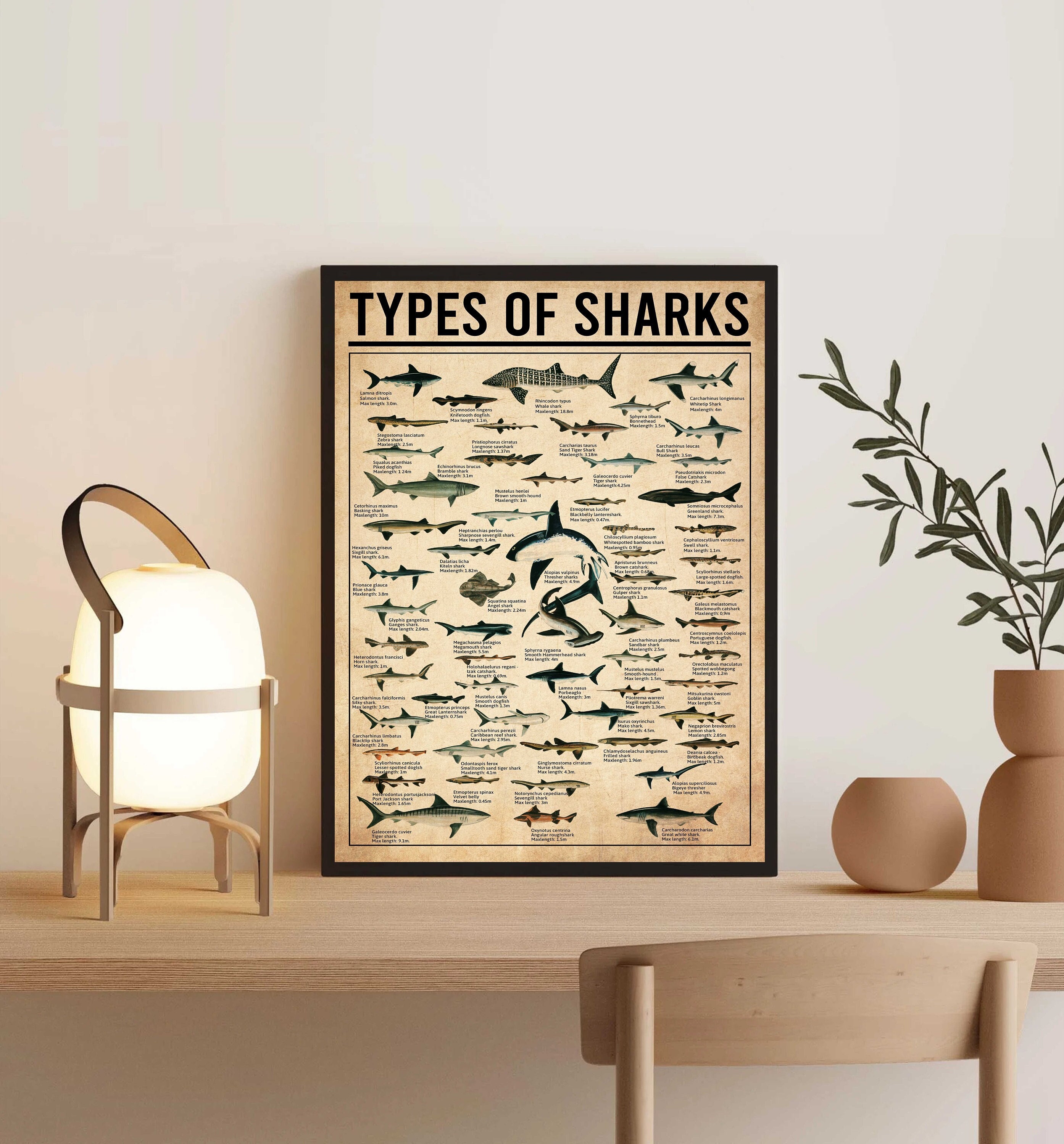 Unframed Types Of Sharks  , Sharks Vintage Poster, Shark Lover Gift, Shark Knowledge Poster, Ocean Poster, Education ,Animal Poster