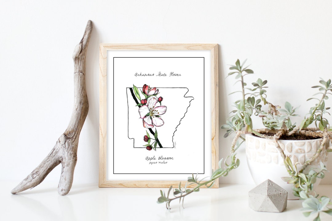 Arkansas Apple Blossom Art Print, Arkansas State Symbol, Arkansas State ...