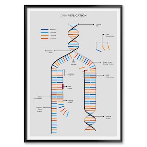 DNA Replication Print, Biology Poster for Classroom or Homeschool, Science Wall Art for High School Students, DNA Study Chart