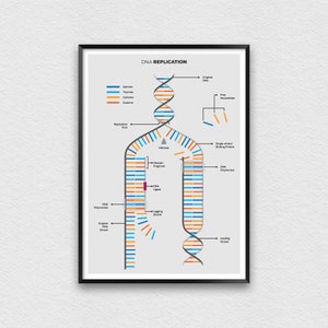 Cheatsheet DNA-replicatie, kunst aan de muur klaslokaal middelbare school voor biologiestudenten, studienotities voor DNA-structuur, werkbladen voor docenten
