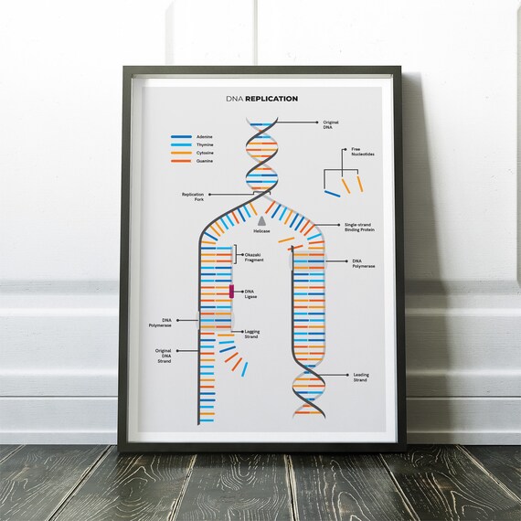 dna replikation cheat sheet geschenk fur biologe homeschool etsy