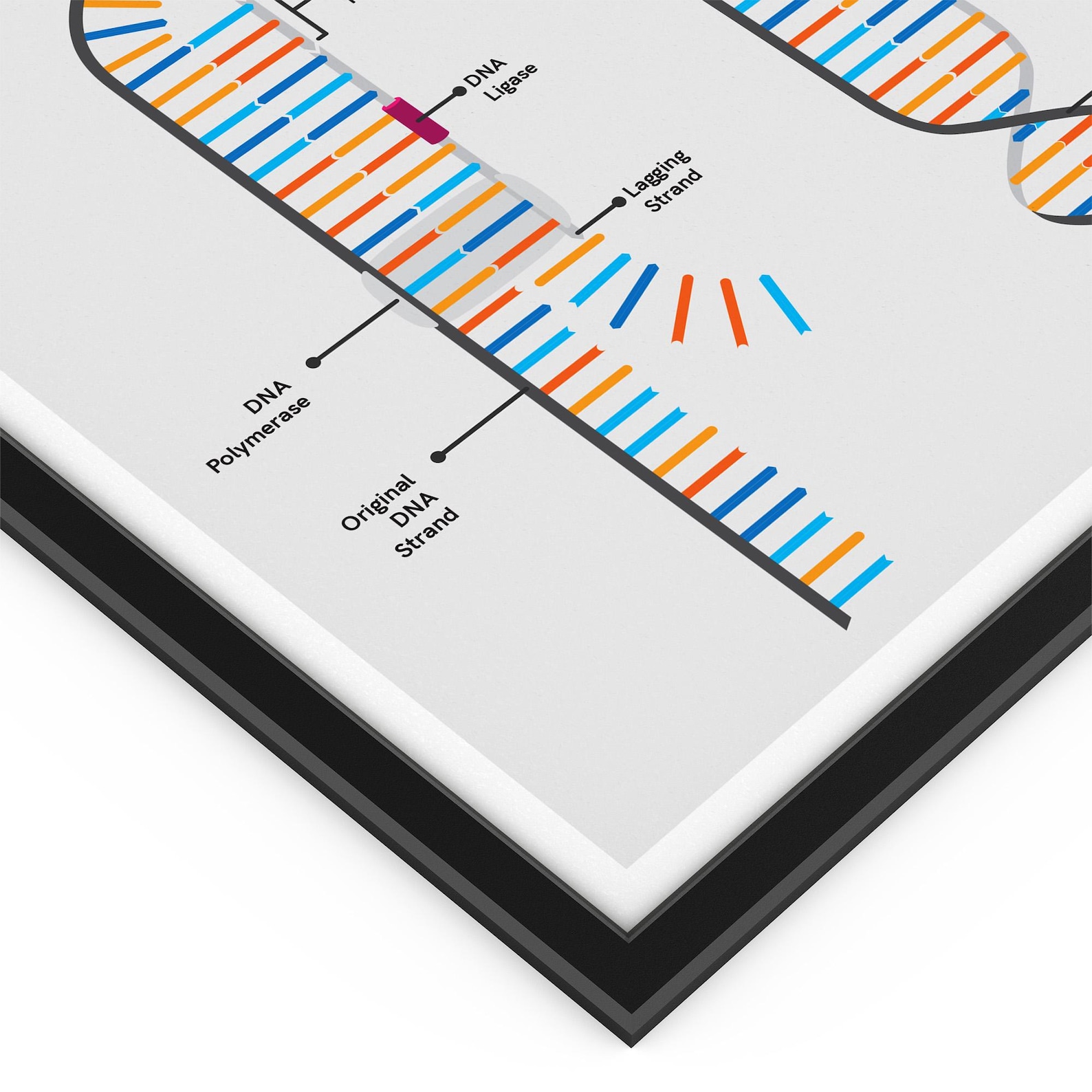 DNA Replication Print - Biology Classroom Decor, Study Notes - Etsy