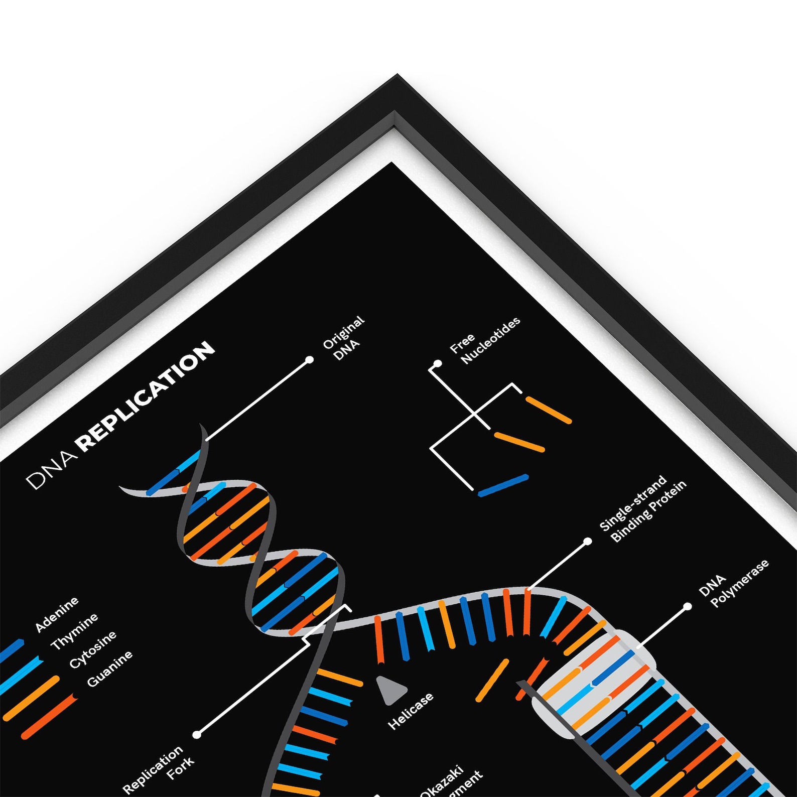 DNA Replication Print - Biology Classroom Decor, Study Notes - Etsy