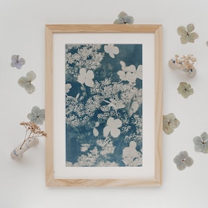 Cyanotype hortensias, "Blue bird"