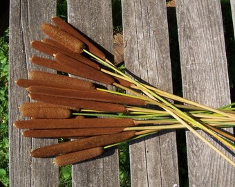 cattails etsy