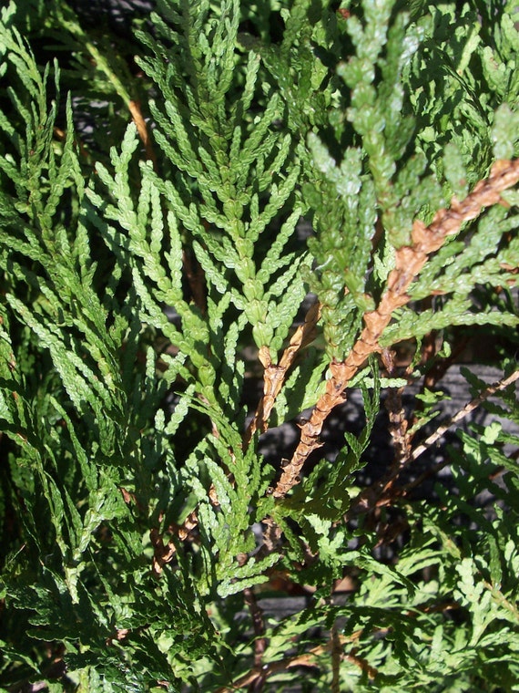 Cedar Branches. Airdried Cedar. see Description. Wreaths Etsy