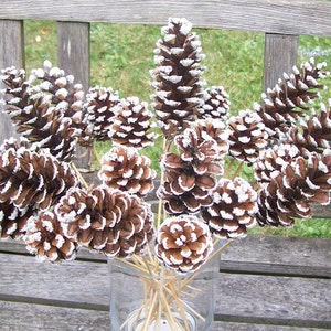 50 Natural pine cones - small/med/large assortment for crafts, decorations