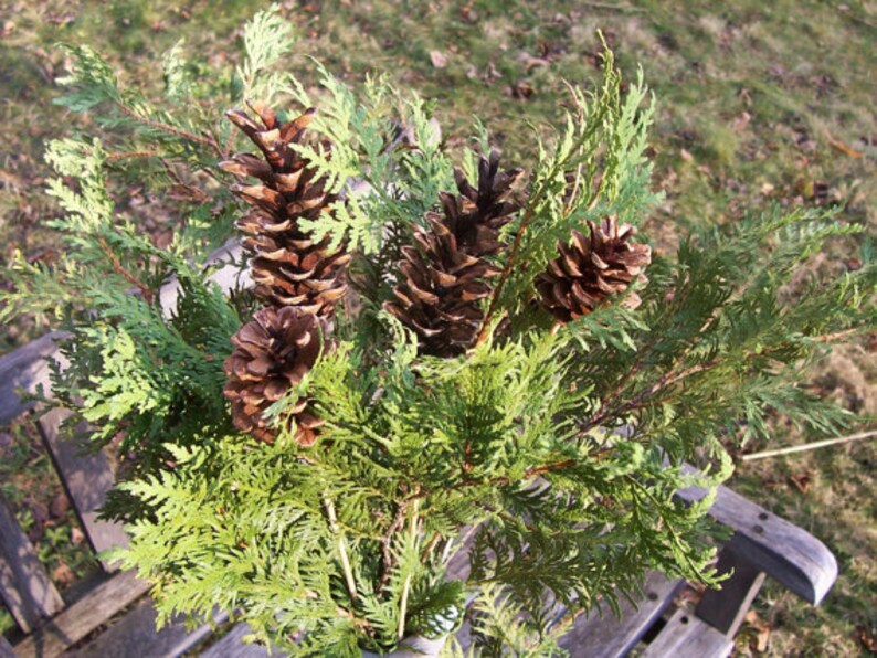 Cedar Branches. Airdried Cedar. see Description. Wreaths Etsy