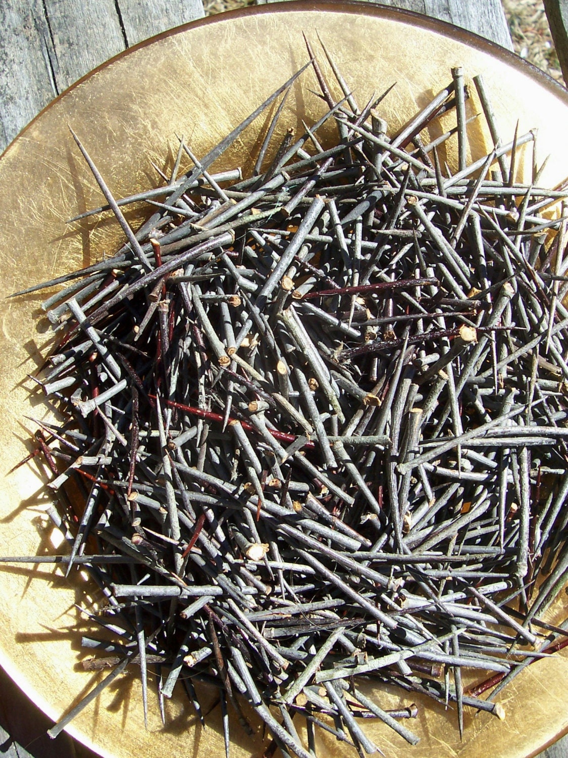 Thorns, Hawthorn, Thornapple, thorn tree, crown of thorns, Easter.