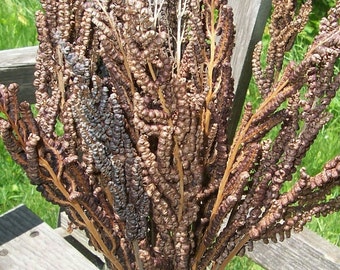 Fern fronds, dried ferns, Sensitive Fern. Dried flower arrangements, bouquets.
