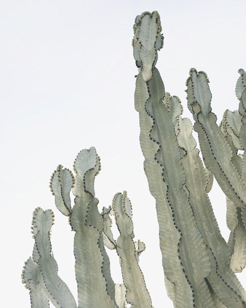 Set of 4 Cactus Prints Fine Art Desert Prints 8 x 10 in