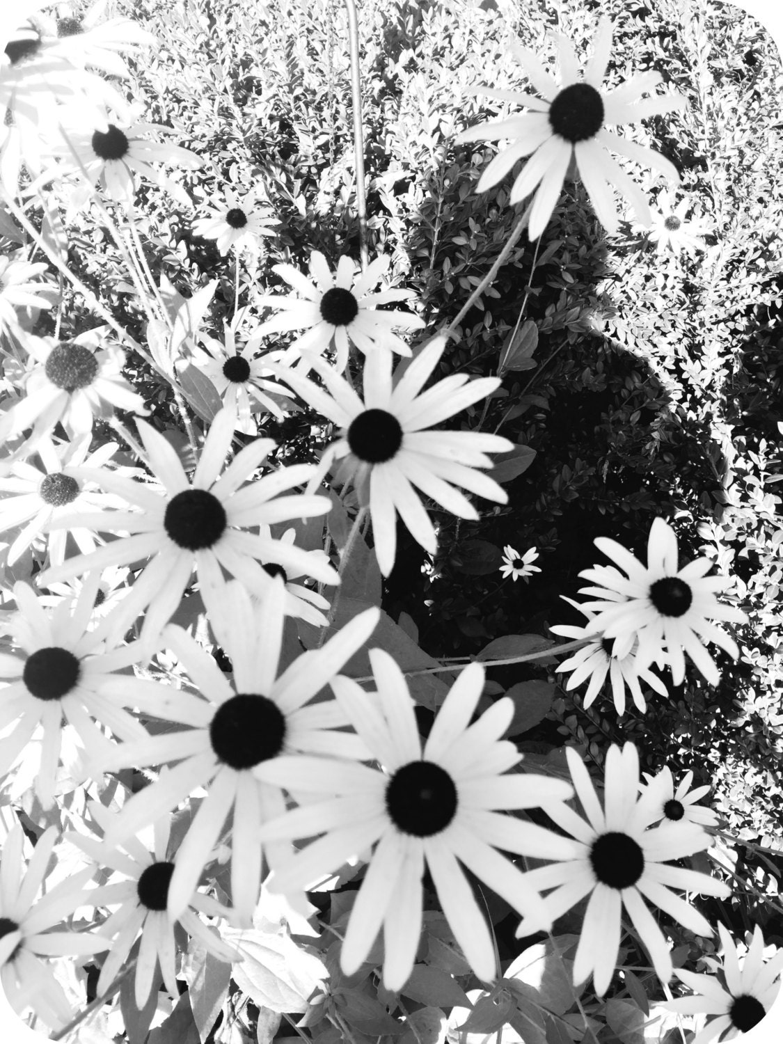 black and white flowers printable photograph etsy