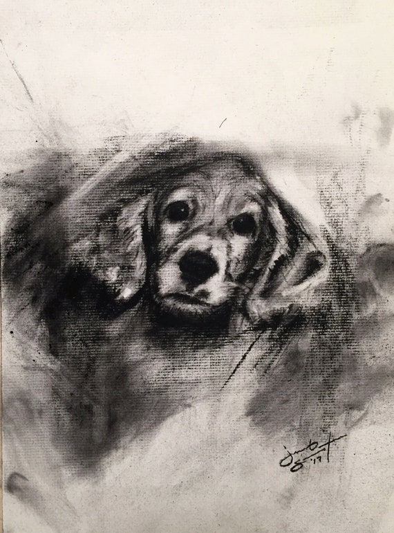 Untitled Pet Portrait - Charcoal on Paper - 10"x8"