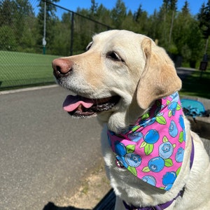 Blueberries dog bandana image 6