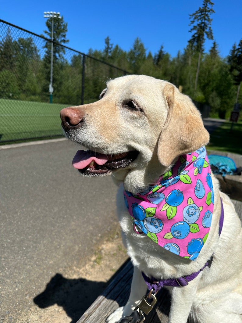 Blueberries dog bandana image 6