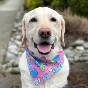 Blueberries dog bandana image 3