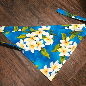 Plumeria on blue dog bandana