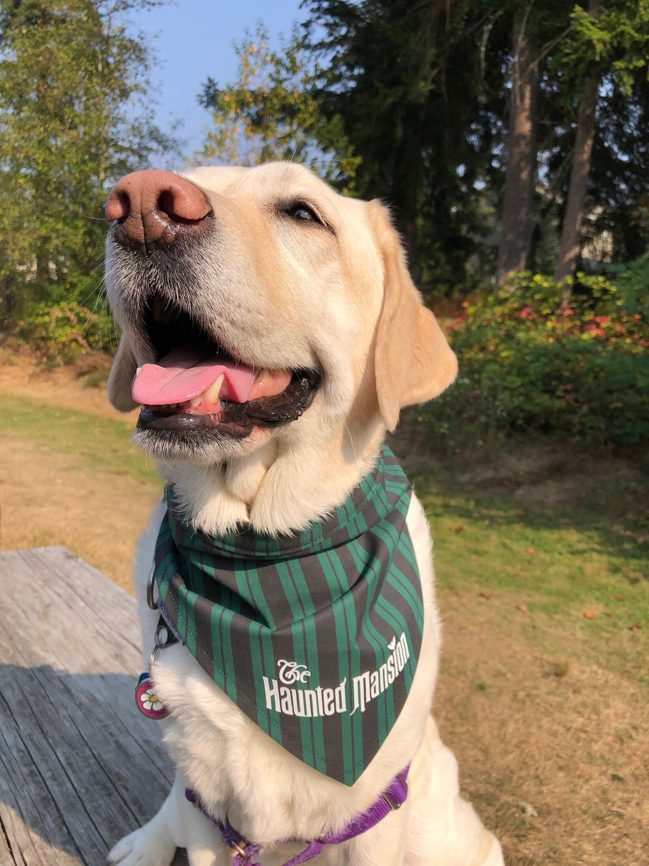 Haunted Mansion Dog Bandana Etsy